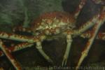 Japanese spider crab