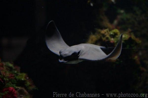 Common eagle ray