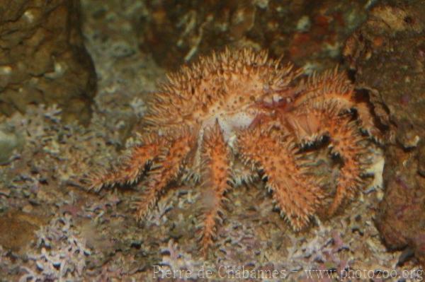 Tokyo Bay spiny crab