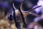 Banggai cardinalfish