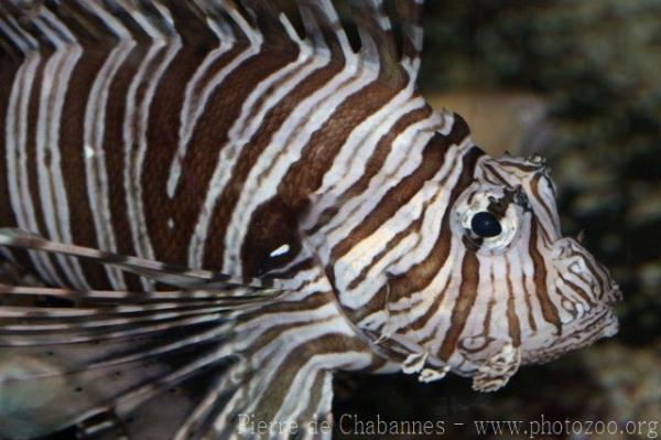 Red lionfish