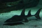 Bowmouth guitarfish