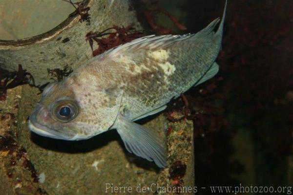 Copper rockfish