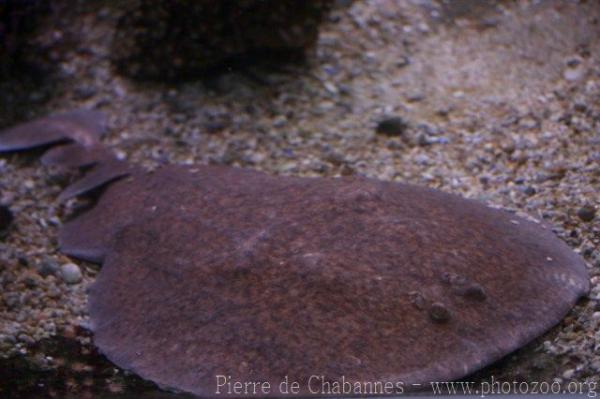 Marbled electric ray