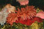 Fish-eating anemone