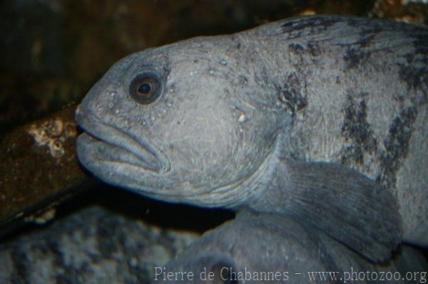 Atlantic wolffish