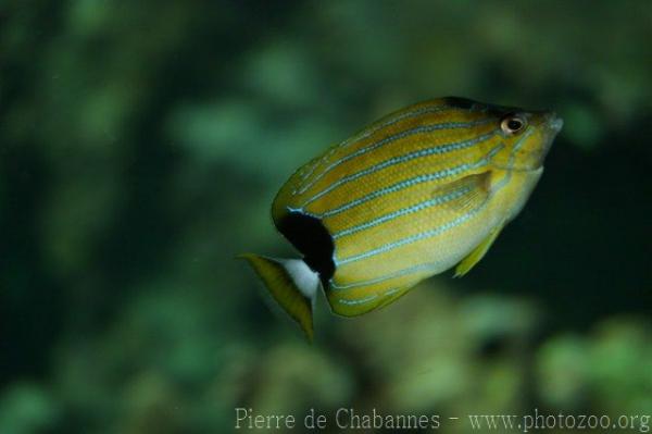 Bluestriped butterflyfish