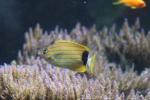 Bluestriped butterflyfish