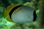 Lined butterflyfish