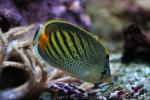 Sunset butterflyfish *