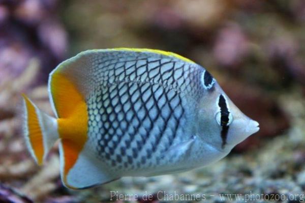 Pearlscale butterflyfish