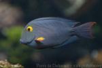 Spotted surgeonfish