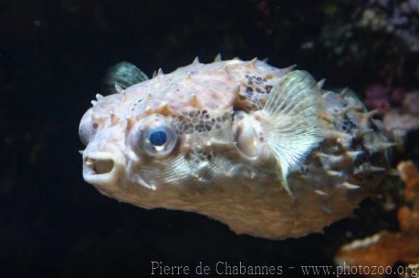 Birdbeak burrfish *