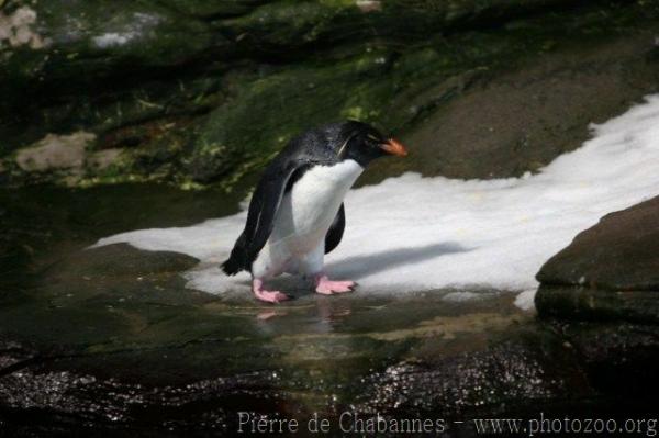 Southern Rockhopper Penguin