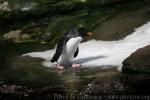 Southern Rockhopper Penguin