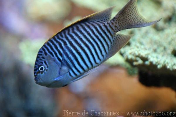 Zebra angelfish