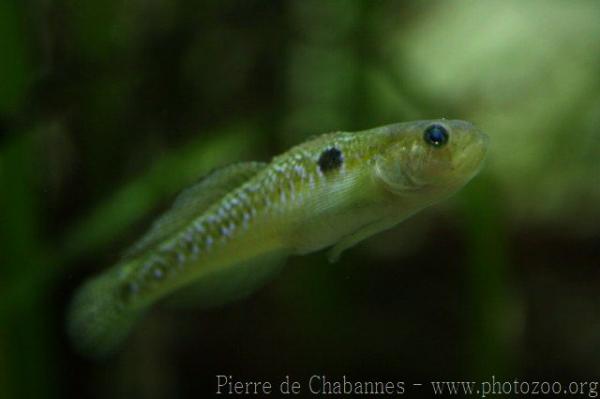 Two-spotted goby