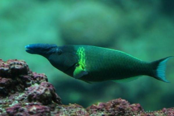 Bird wrasse