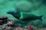 Bird wrasse