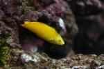 Canary wrasse