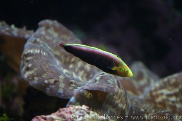 Rainbow wrasse