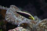 Rainbow wrasse