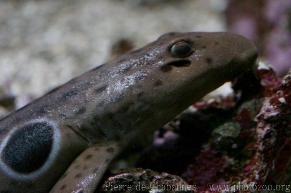 Epaulette shark