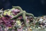 Mottled sea star