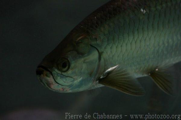 Atlantic tarpon