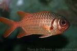 Pinecone soldierfish