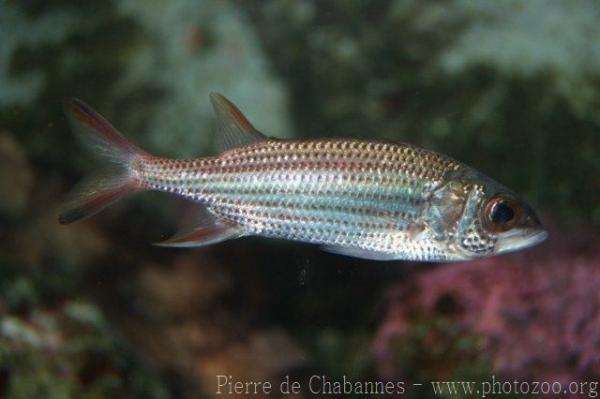 Sammara squirrelfish