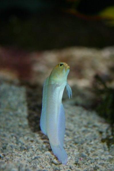 Yellowhead jawfish