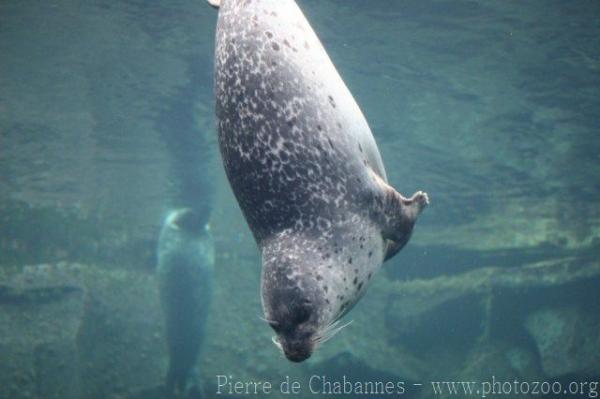 Common harbor seal