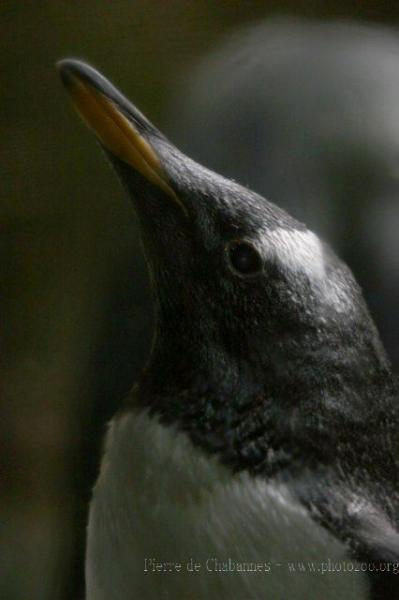 Gentoo penguin