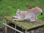 Siberian lynx