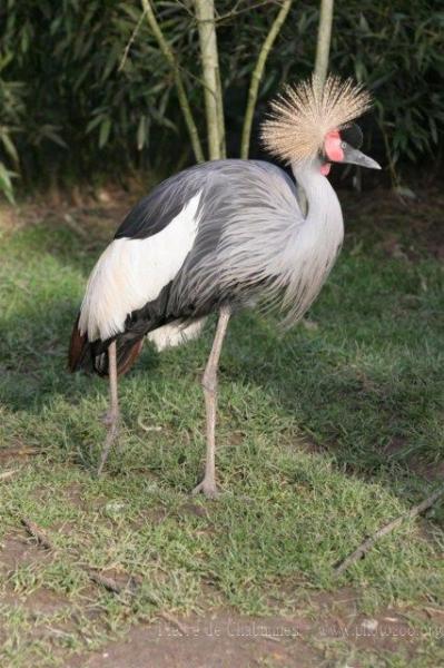 Grey crowned crane