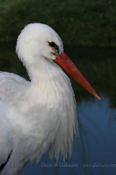 Eurasian white stork