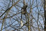 Matschie's black-and-white colobus