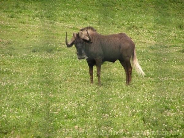 Black wildebeest *