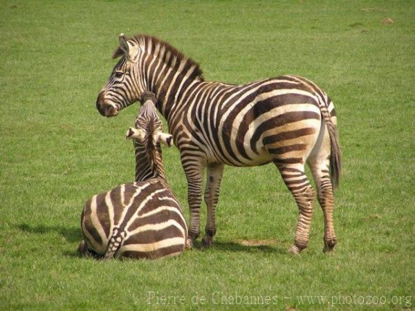 Grant's zebra