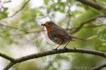 European robin