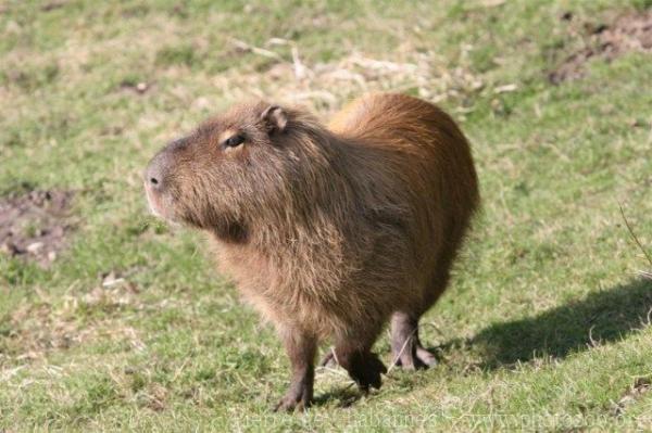 Capybara