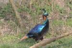 Himalayan Monal