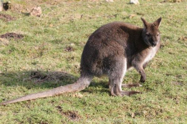 Red-necked wallaby