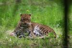 Ceylon leopard *