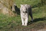 Mainland (White) tiger