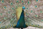 Indian peafowl