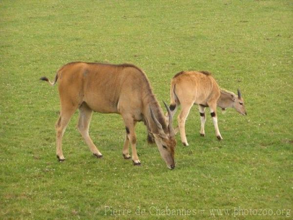 Common eland