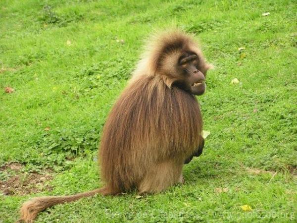 Gelada