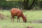 Eastern bongo